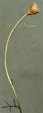  Peduncle bearing persistent involucre